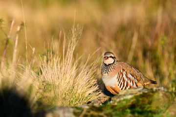 Wild Red-legged Partridge in natural habitat of reeds and grasses on moorland in Yorkshire Dales, UK