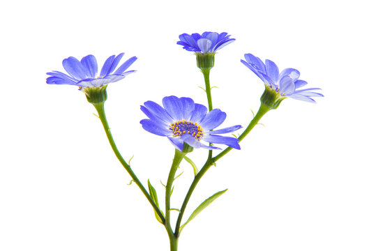 Fototapeta blue cineraria isolated