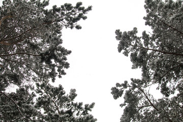 winter forest with snow on the branches. frosty air in the Park among the trees. cozy walks in winter. the snow from the edges of the trees