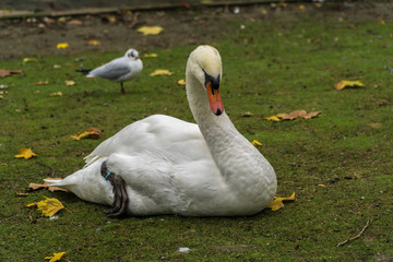 White swan on grass field