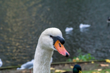 Fototapeta premium White swan on grass field