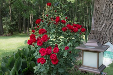 Fototapeta na wymiar Red Mini Rose Bush in Summer