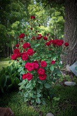 Fototapeta na wymiar Red Mini Roses in Summer