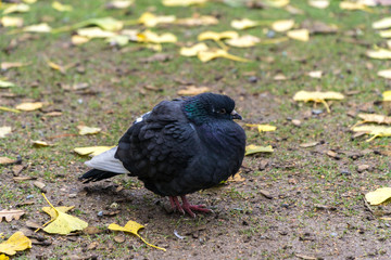 Pigeon on the field