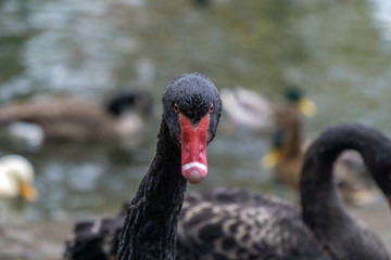 Obraz premium Black swan near to the water