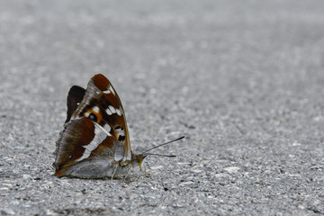 Purple Emperor (Apatura iris) beautiful big butterfly on ground