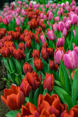 Tulips Blooming