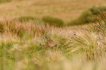 Wild Red-legged Partridge in natural habitat of reeds and grasses on moorland in Yorkshire Dales, UK