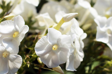 Fototapeta na wymiar Spring flowers. Phloxes in the garden. Ornamental flower. 