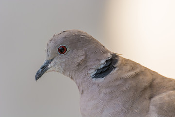 The Side View Portrait of a Dove