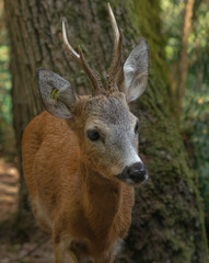 CERVO