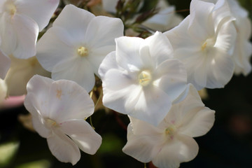 Obraz na płótnie Canvas Spring flowers. Phloxes in the garden. Ornamental flower. 