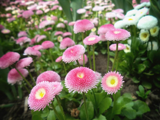 Nice flowers in the park, backgrounds, textures, blurred image
