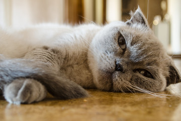 the cat is tired and resting