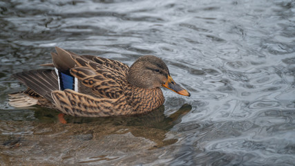 duck bird wild lake fauna nature water animal wildlife colorful beautiful 