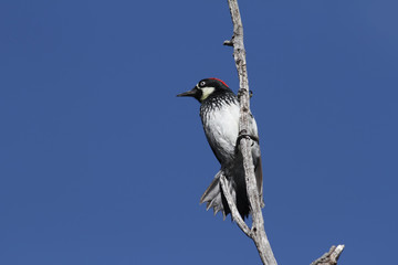 Acorn Woodpecker at Madera Canyon, Arizona