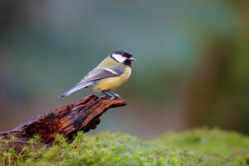 Great tit on a branch in the forest in the south of the Netherlands