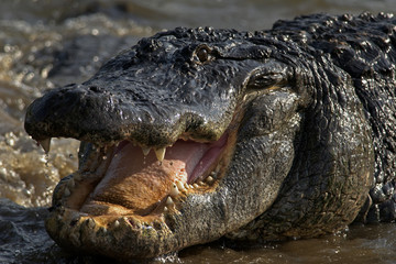 American Alligator at Gatorland; Orlando, Florida