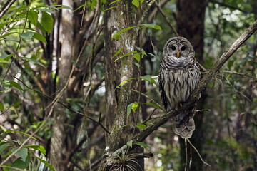 Barred Owl at Fakahatchee Strand Preserve State Park, Florida