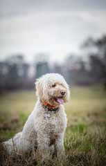 The Golden Doodle