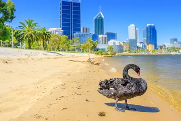Papier Peint photo Lavable Cygne Black Swan mâle sur le rivage de la rivière Swan à Perth, Australie occidentale. Horizon de la ville de Perth avec ses gratte-ciel modernes sur fond flou. Journée ensoleillée, ciel bleu. La saison d& 39 été.