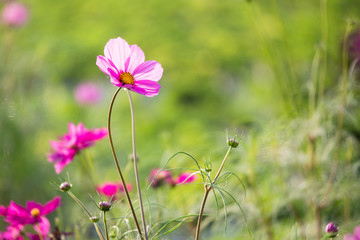 The flower in the garden.