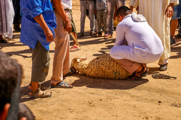 Cut a sheep for wedding ceremony, Sacrifice Feast, Merzouga, Morocco