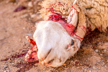 Cut a sheep for wedding ceremony, Sacrifice Feast, Merzouga, Morocco