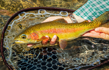 Colorful Rainbow trout caught & released fly fishing