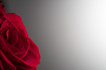 Petals of a beautiful red rose close-up. Natural, natural background.