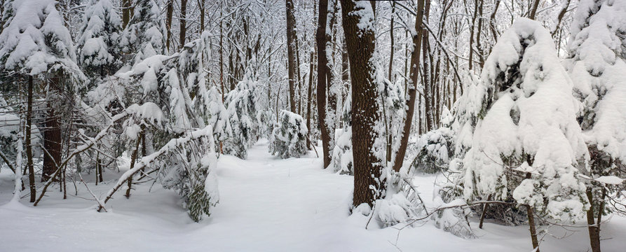 Snow covered trees in a winter forest as texture. New Year background. Panoramic photo of Landscape in the forest on a snowy weather.
