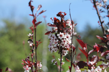 Purple leaf sand cherry or dwarf red-leaf plum (Prunus cistena). Branch with flowers and foliage