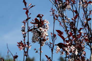 Purple leaf sand cherry or dwarf red-leaf plum (Prunus cistena). Branch with flowers and foliage