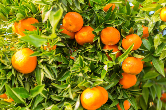 Mogna clementiner på träd