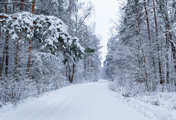 Beautiful winter forest with snowy trees and a white road. Fairy tale.