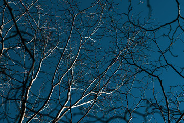 bare winter trees branches against turquoise sky