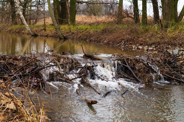 Kleiner Biberdamm 