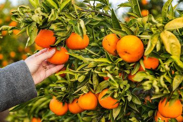 Hand som plockar clementiner från träd