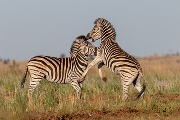 Fototapeta na wymiar Fighting zebra