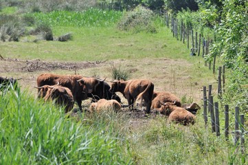 Troupeau de vaches Highland Cattle dans une prairie