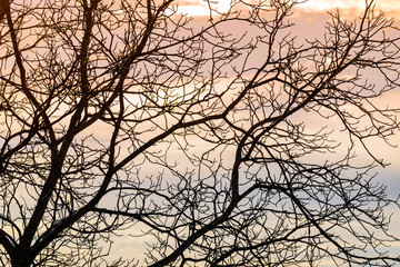bare trees branches against colorful gradient colors sky