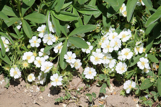 Flowers of Potentilla alba or White Cinquefoil in garden