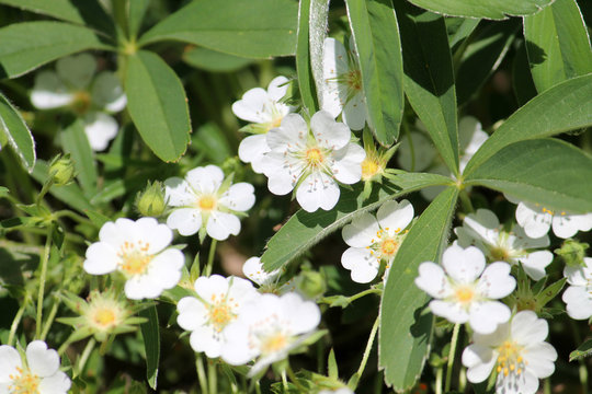 Flowers of Potentilla alba or White Cinquefoil in garden