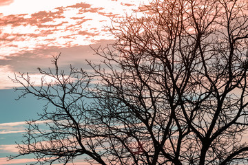 Fototapeta na wymiar silhouette of winter trees against sunset sky