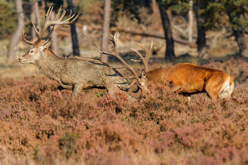 Red deer stags fighting in the rutting season on a heath field in National Park Hoge Veluwe in the Netherlands