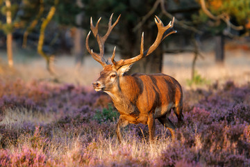 Red deer stag in the rutting season on a heath field in National Park Hoge Veluwe in the Netherlands