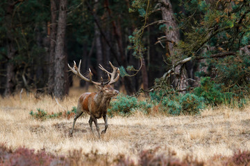 Red deer stag in the rutting season on a heath field in National Park Hoge Veluwe in the Netherlands