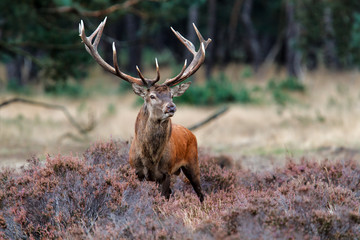 Red deer stag in the rutting season on a heath field in National Park Hoge Veluwe in the Netherlands - obrazy, fototapety, plakaty
