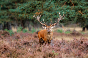 Red deer stag in the rutting season on a heath field in National Park Hoge Veluwe in the Netherlands