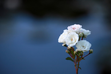 White rose flower on  beautiful color background with space for text.